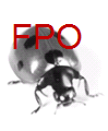 Network Bug